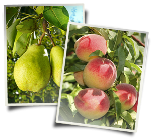 Piante fruttifere vendita