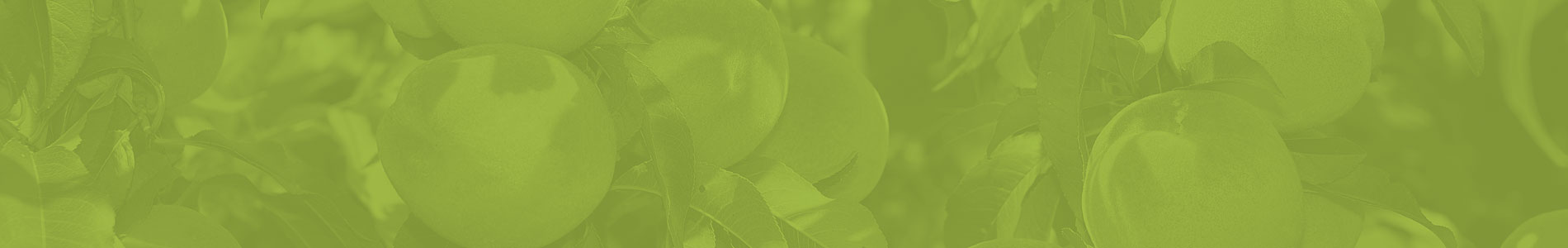 Vasta scelta Alberi da Frutto