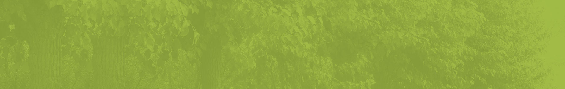 Piante ed alberi da esterno, vivaio